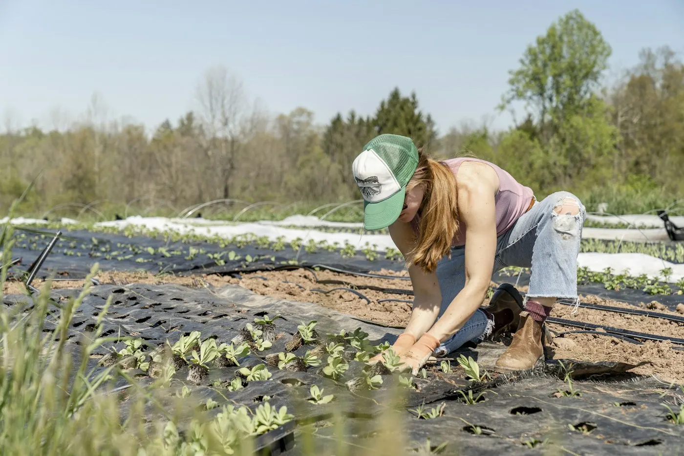 Farmářka sází sazenice na poli